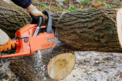 Ridley Tree Service Pros